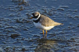 Ringed Plover 